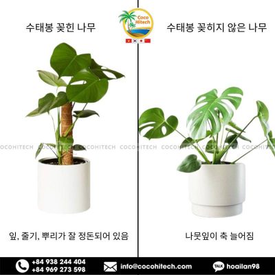 코코넛 팜 스틱이란