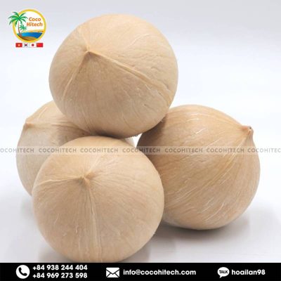 벌드 코코넛 (BALD COCONUT)