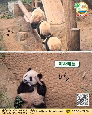 바오 가족 서식지에 야자매트가 필요한 이유