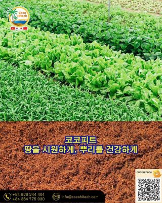 코코피트 – 땅을 시원하게, 뿌리를 건강하게