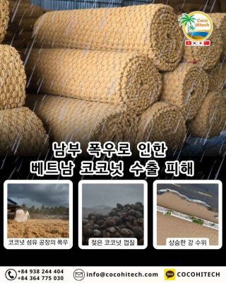 남부 폭우로 인한 베트남 코코넛 수출 피해