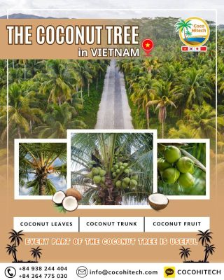 베트남 벤쩨 코코넛의 모든 것