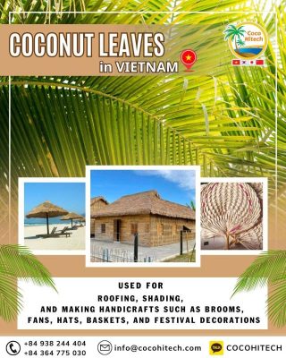 코코넛 잎