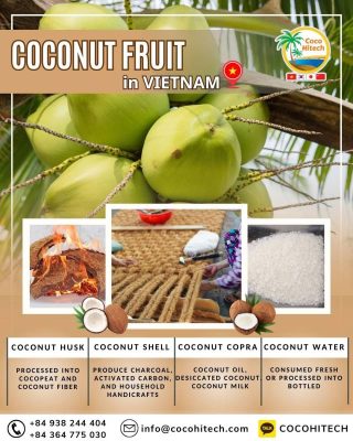 코코넛 열매(4대 구성요소)