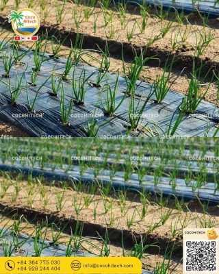 플라스틱 멀칭 필름 (Plastic Mulch Film)