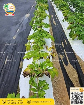 생분해성 / 바이오 멀칭 필름 (Biodegradable Mulch Film)