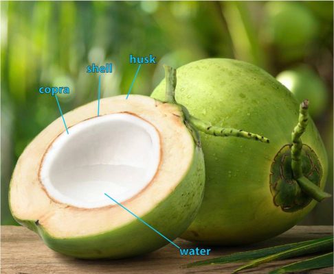 베트남 벤쩨 코코넛의 모든 것