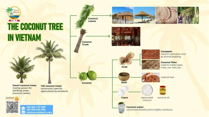 베트남 벤쩨 코코넛의 모든 것