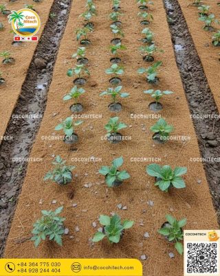 2025년 최적의 멀칭 선택은?