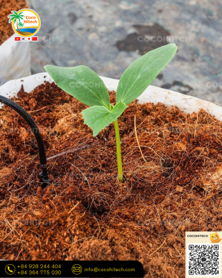 Cocopeat (코코피트)