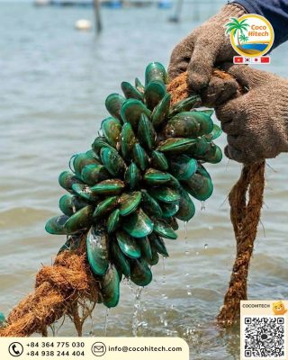 굴, 홍합, 해조류 부착에 최적화된 구조