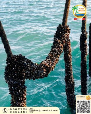 굴, 홍합, 해조류 부착에 최적화된 구조