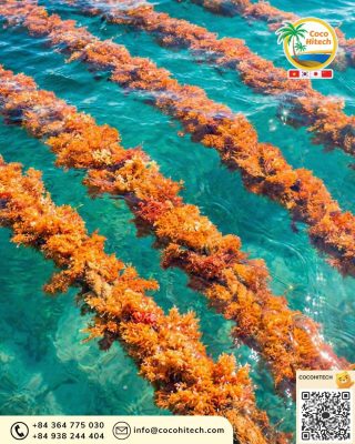 어선 빠야후 제작