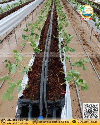 딸기 토마토 등 수경재배 작물별 맞춤형 전기전도도 관리 방법