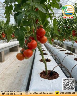 Cocopeat + Coco Chips Grow Bag 선택 시 확인할 사항